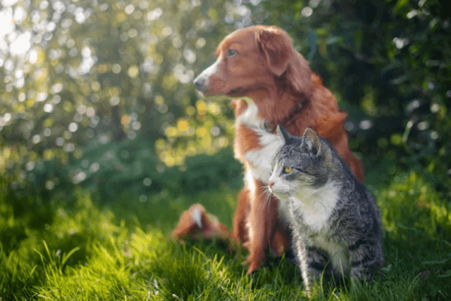 10 - Soin à distance pour les Animaux